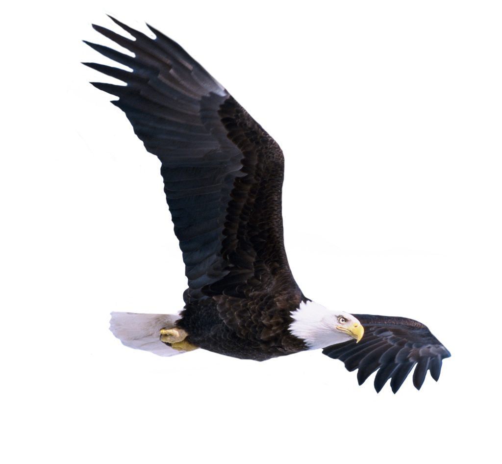 Eagle PNG 9