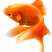 Fish PNG 11