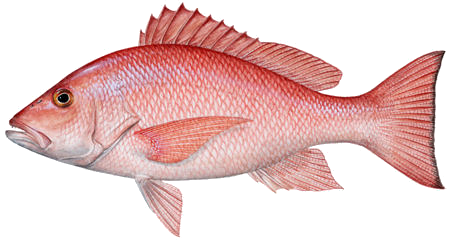 Fish PNG 12