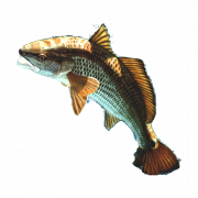 Fish PNG 13