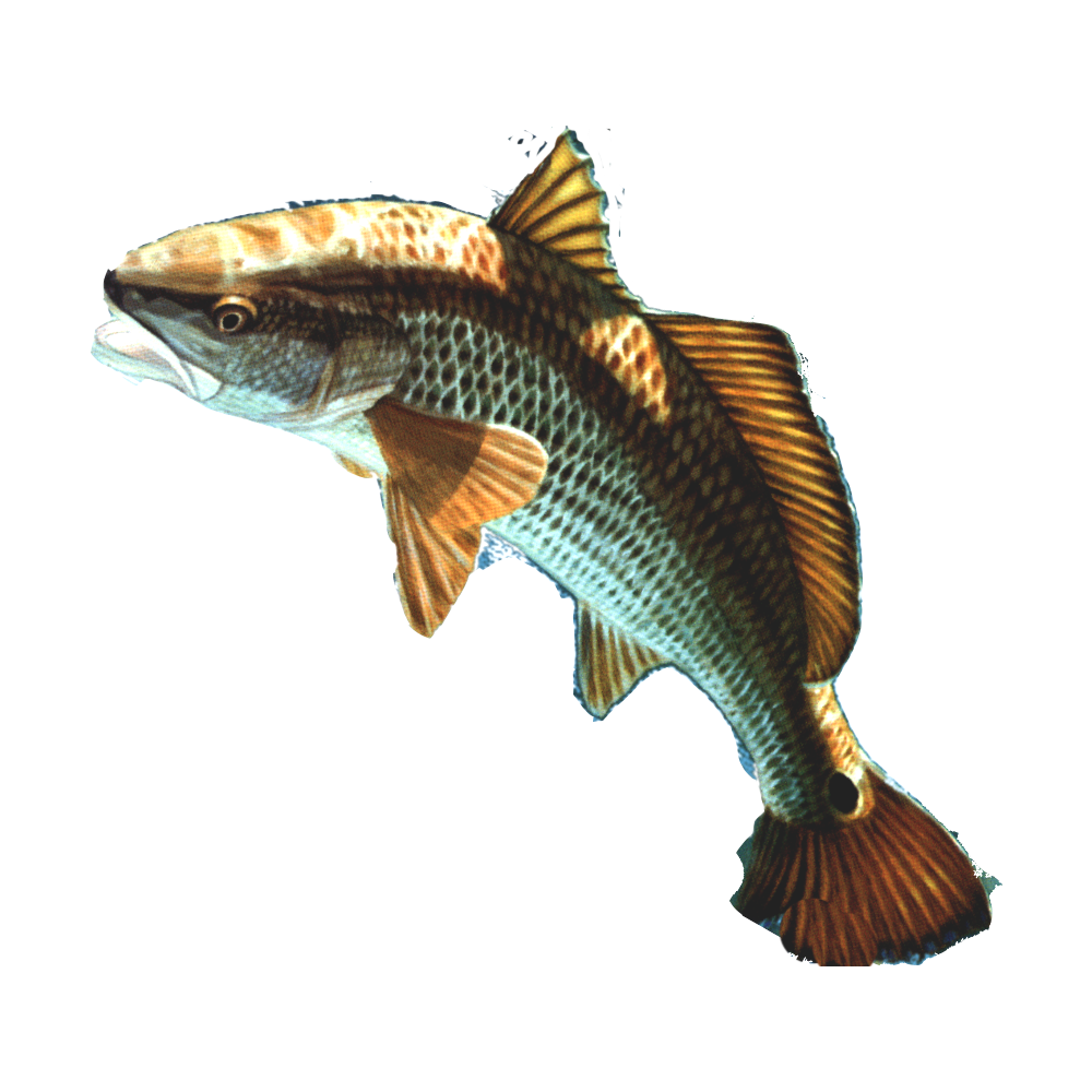 Fish PNG 13
