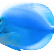 Fish PNG 2