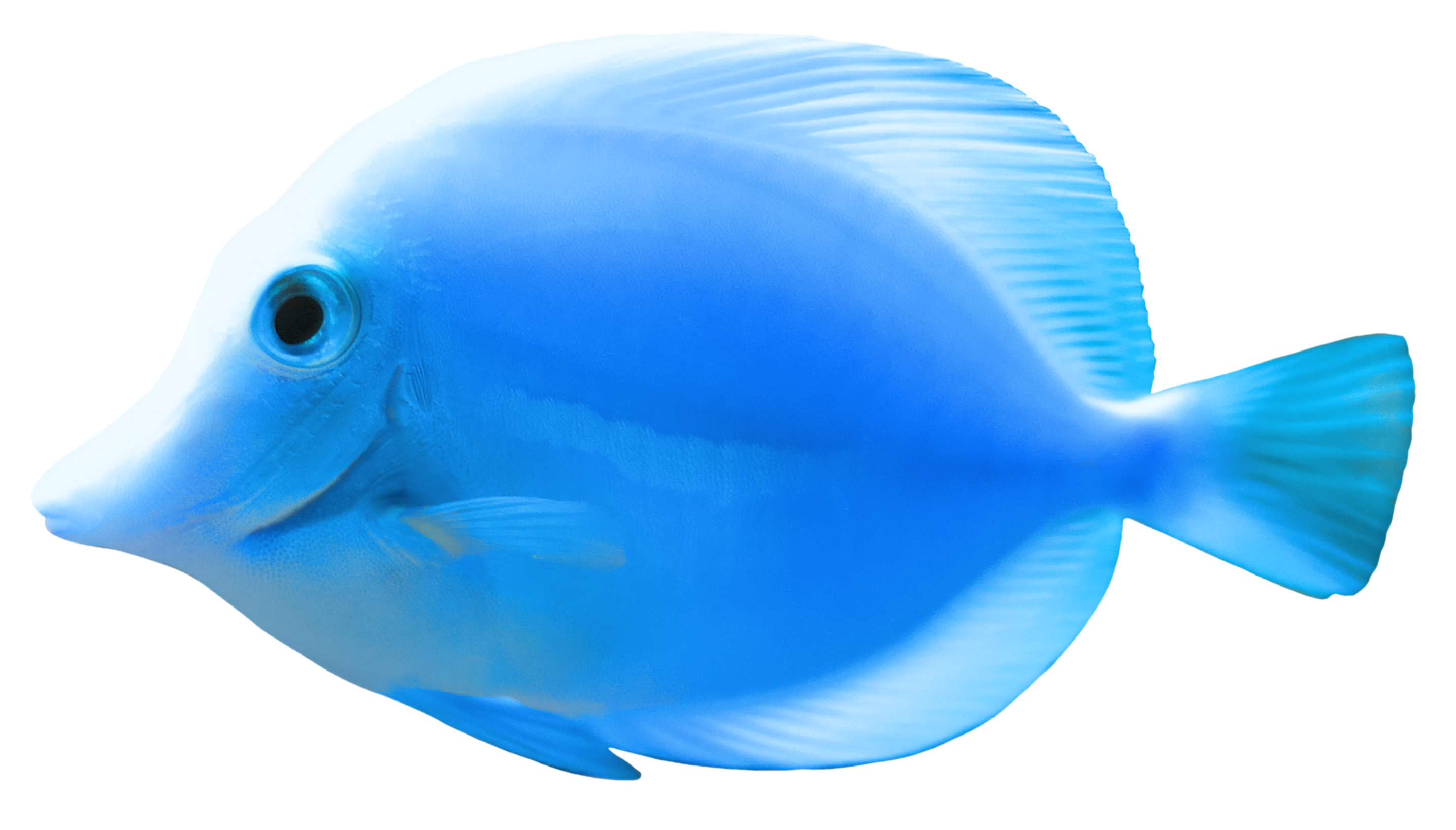 Fish PNG 2