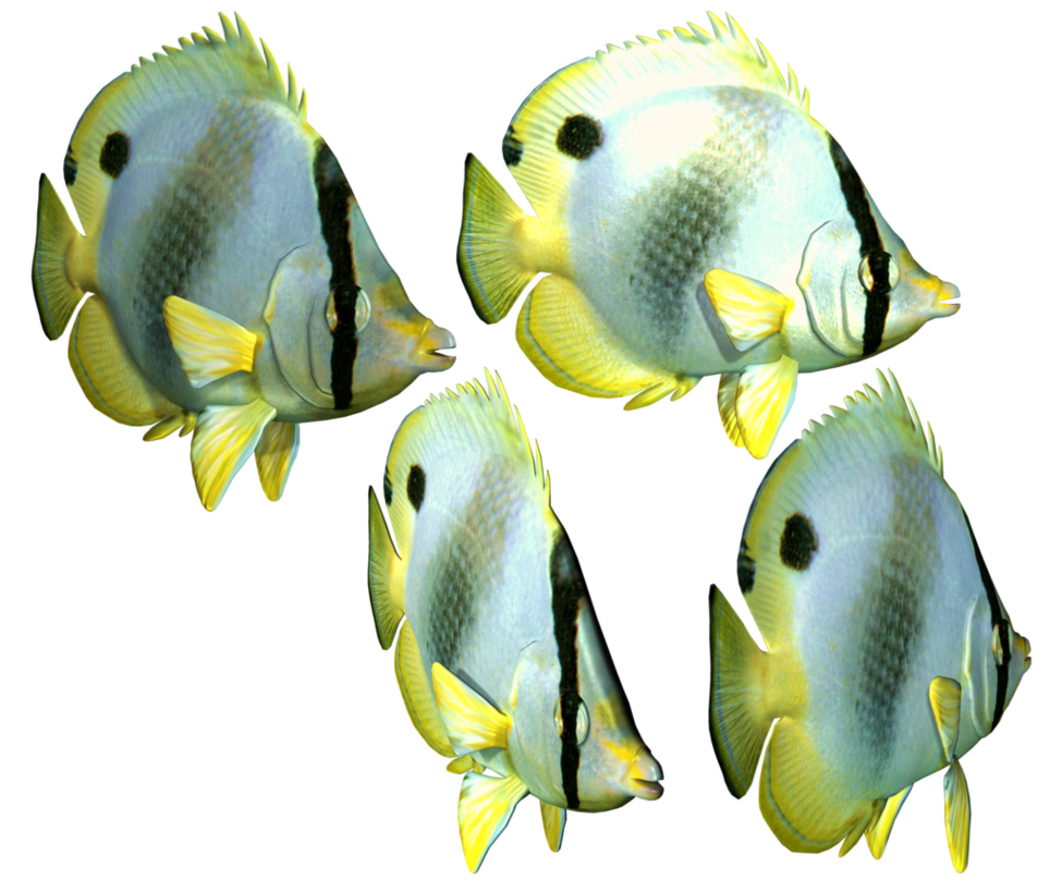 Fish PNG 3