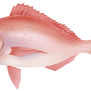 Fish PNG 7