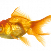 Fish PNG 8