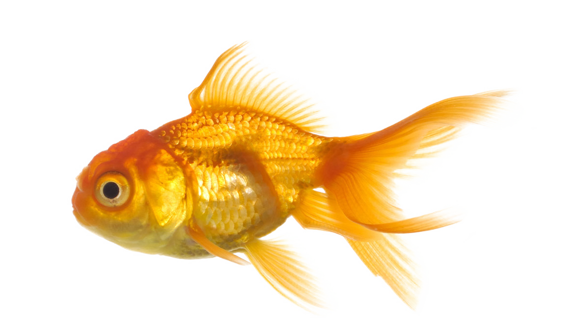 Fish Png 8