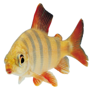Fish PNG 9