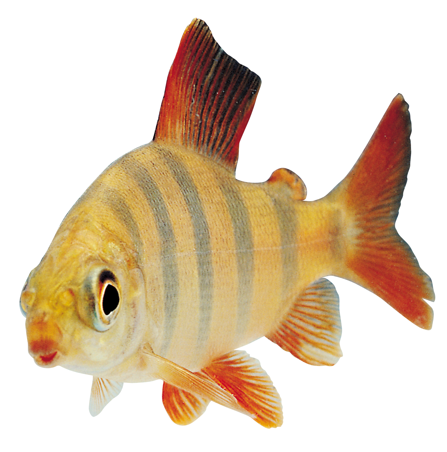 Fish PNG 9