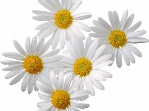 Flowers PNG 2