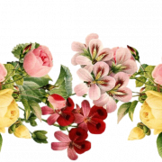 Flowers PNG 3