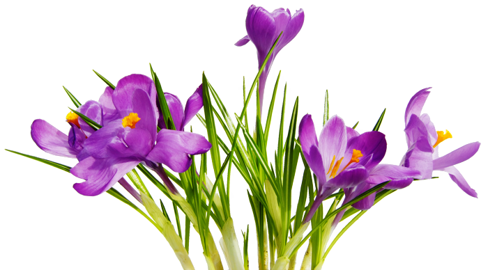 Flowers PNG 7