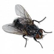 Fly PNG 3