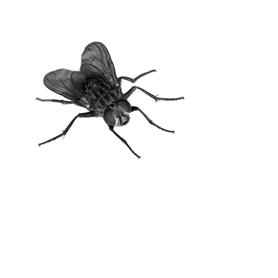 Fly PNG 4
