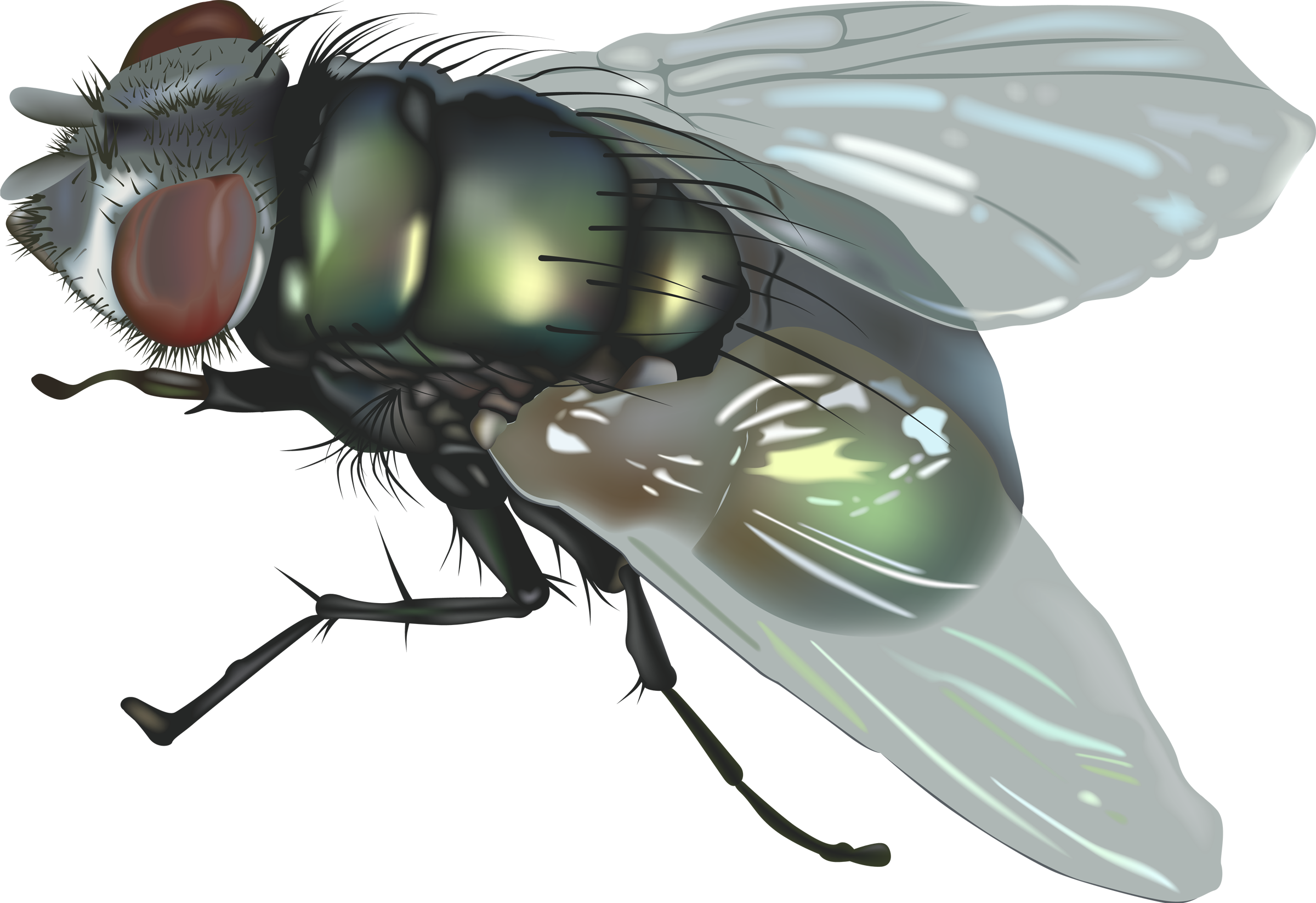 Fly PNG 5