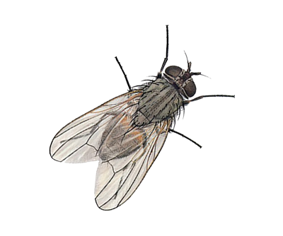 Fly PNG 7