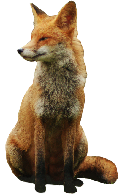 Fox PNG 12