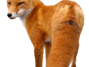Fox PNG 2