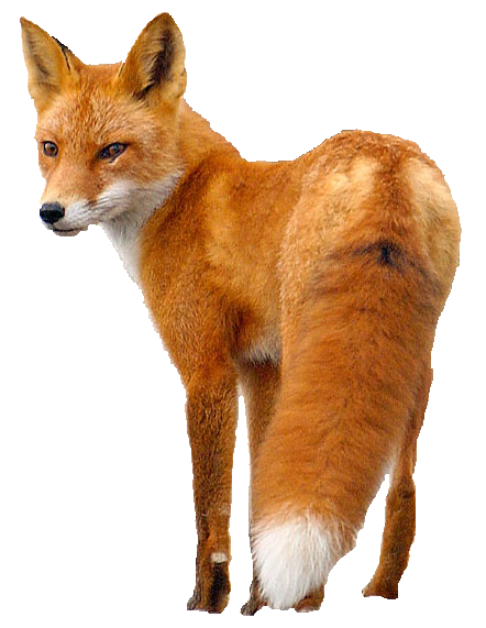 Fox PNG 2