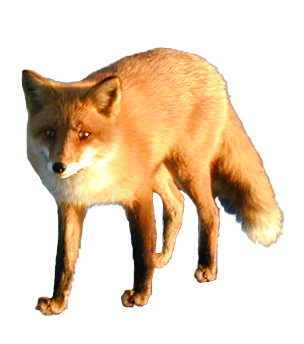 Fox PNG 3