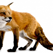 Fox PNG 6