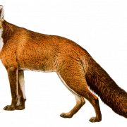 Fox PNG 8