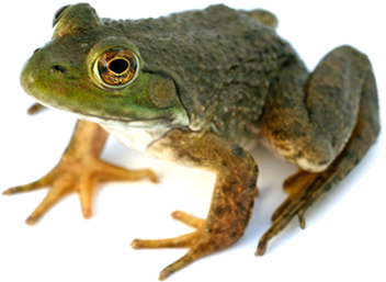 Frog PNG 2