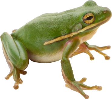 Frog PNG 3