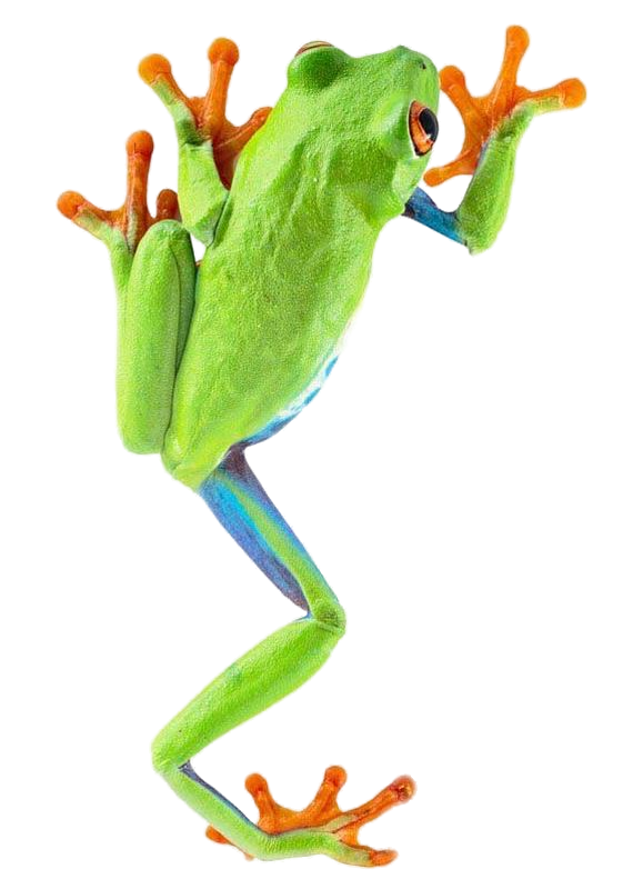 Frog PNG 4