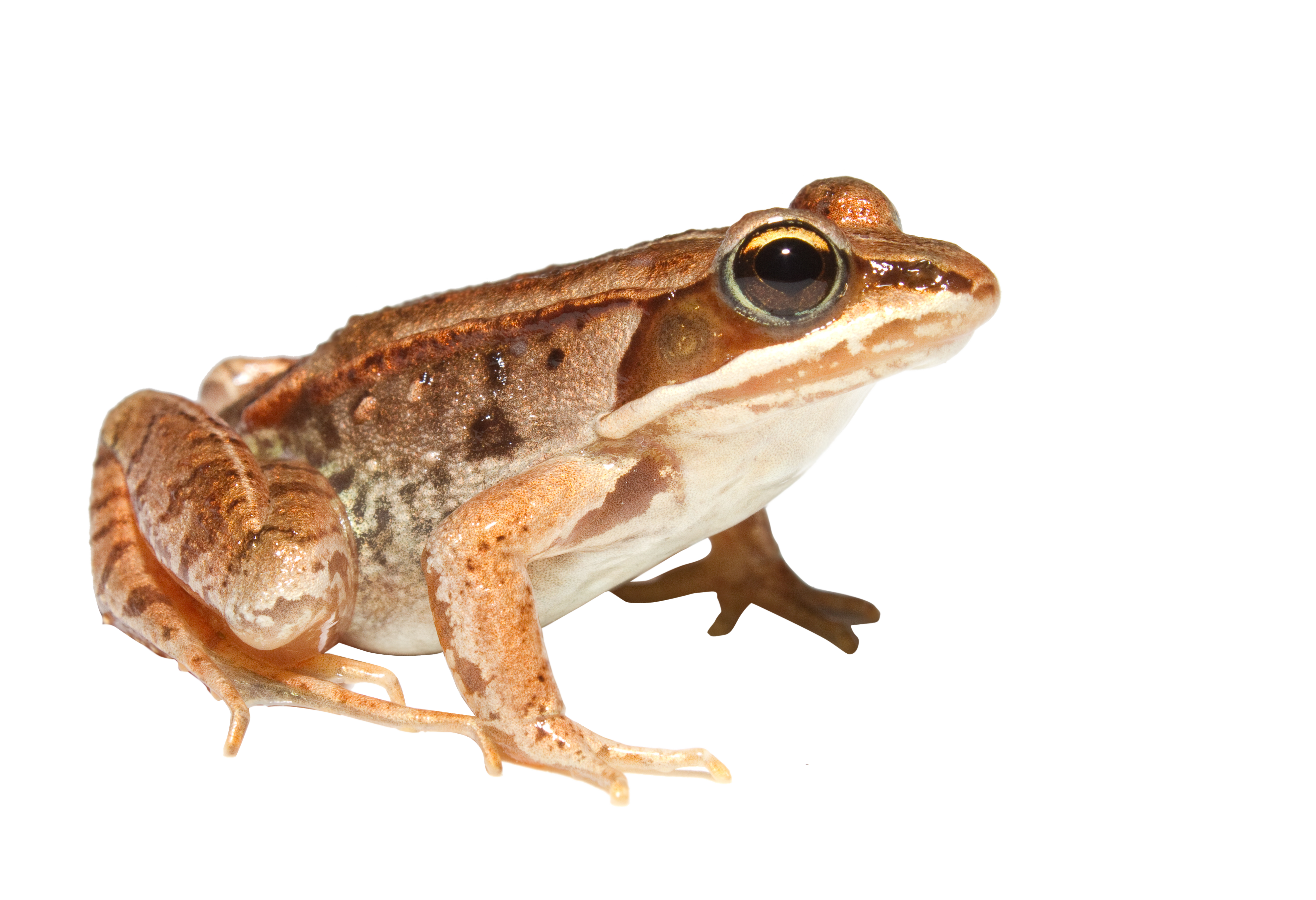 Frog PNG 5
