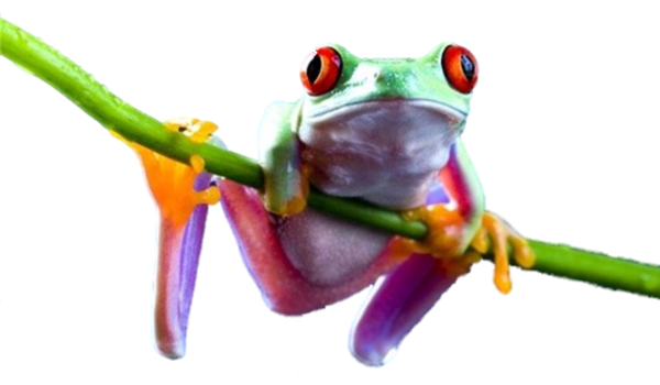 Frog PNG 6