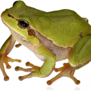 Frog PNG 9