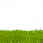 Grass Free Download PNG