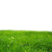 العشب عالي الجودة PNG