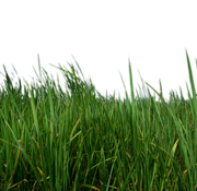 หญ้า PNG HD