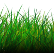 صورة العشب PNG
