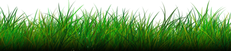 Трава PNG изображение