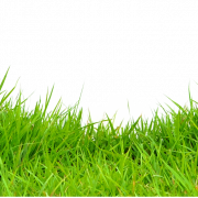 Grass PNG Images