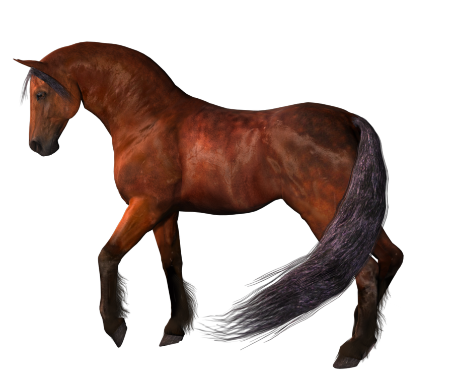 الحصان PNG 2