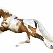 Horse PNG 3