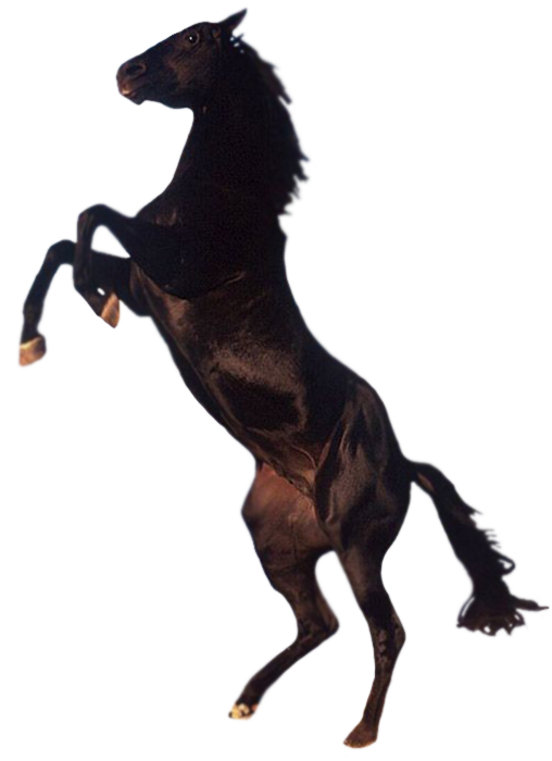 Horse PNG 4