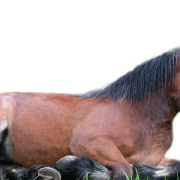 Horse PNG 5