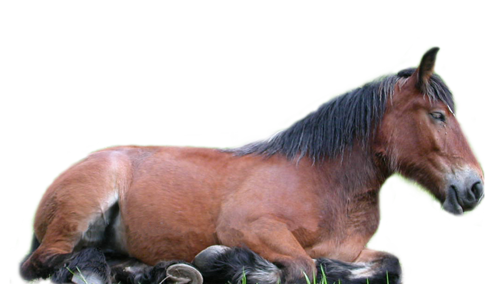Pferd PNG 5