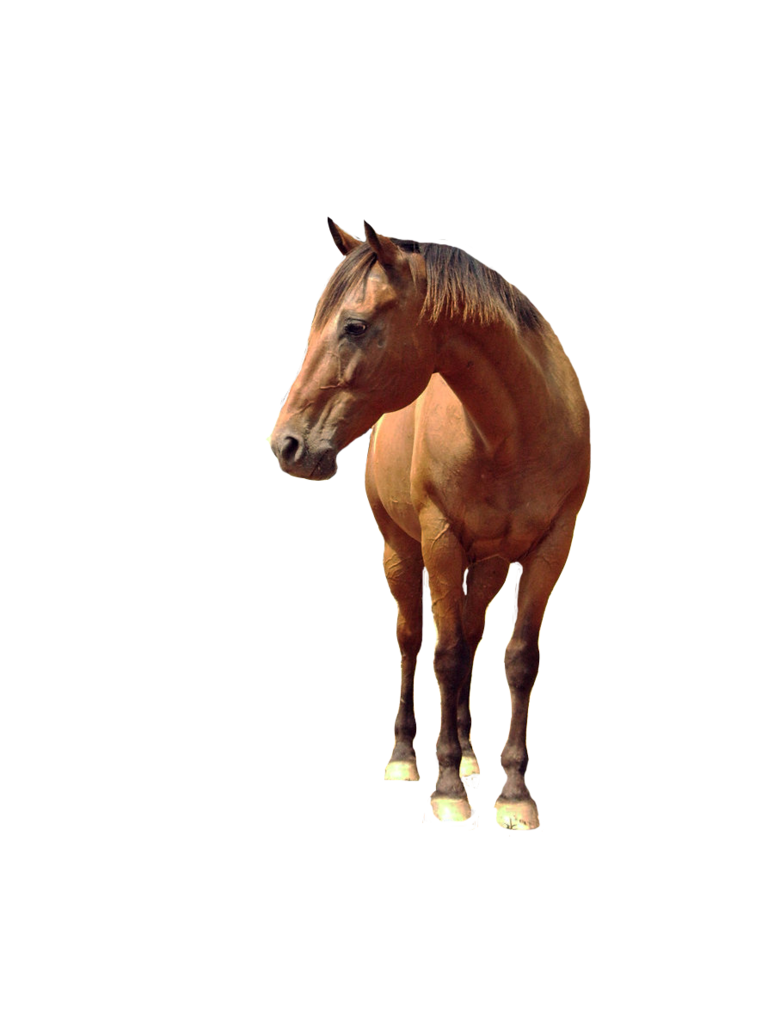 Horse PNG 6