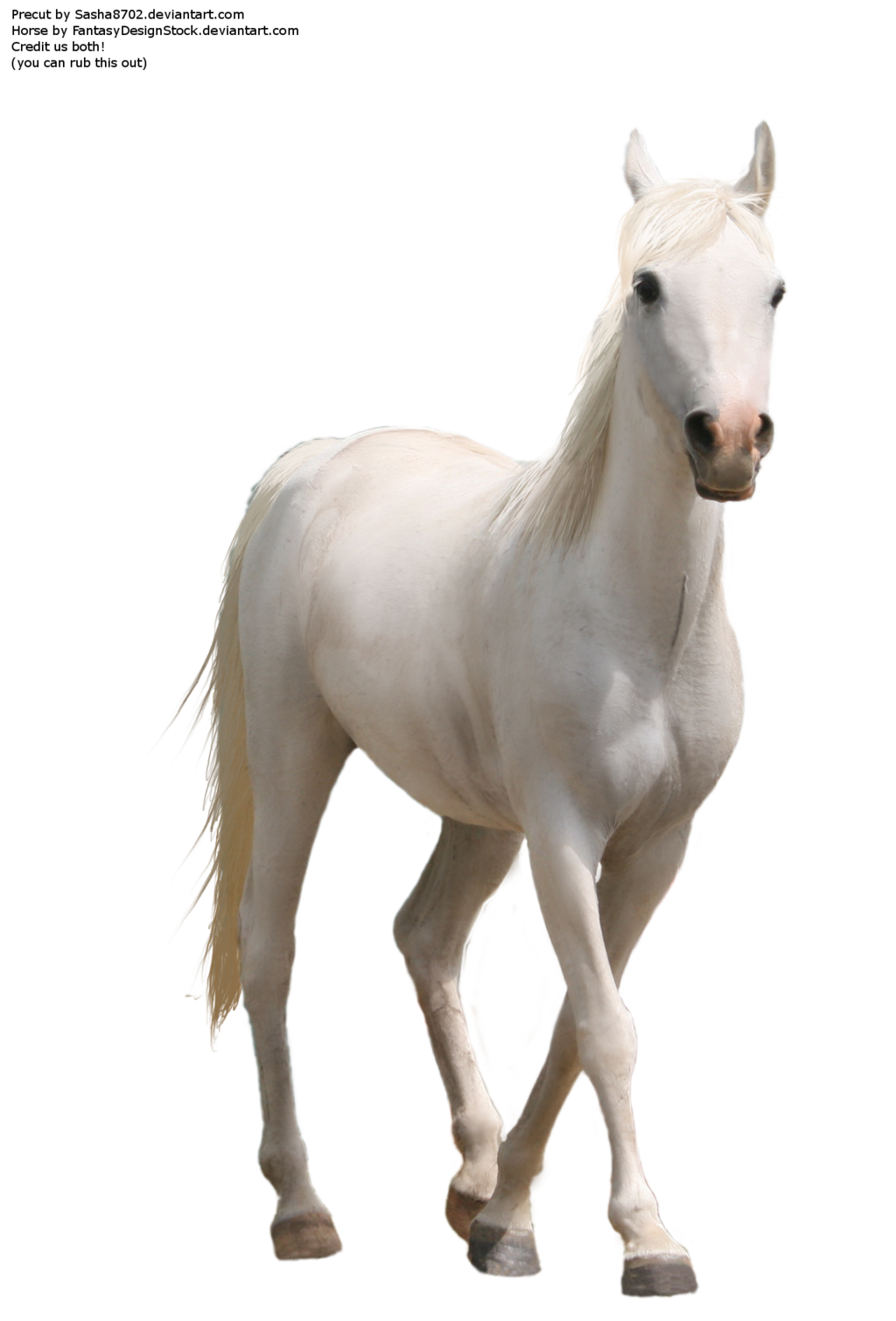 Horse PNG 7