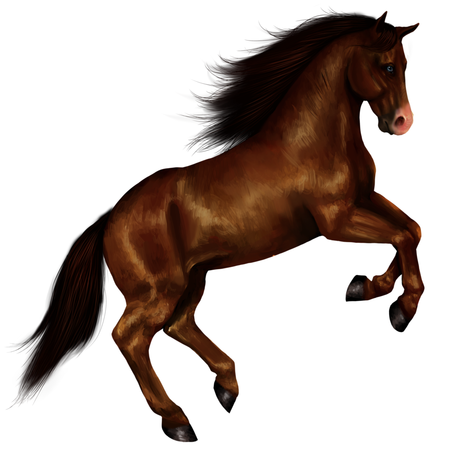 Pferd PNG 8