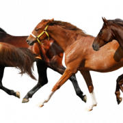 Horse PNG 9
