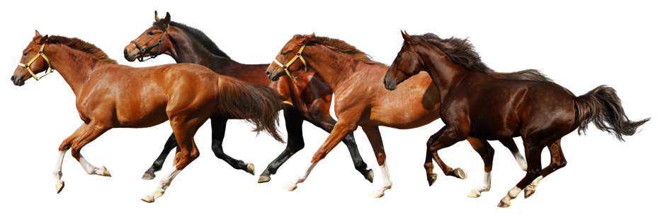 Horse PNG 9