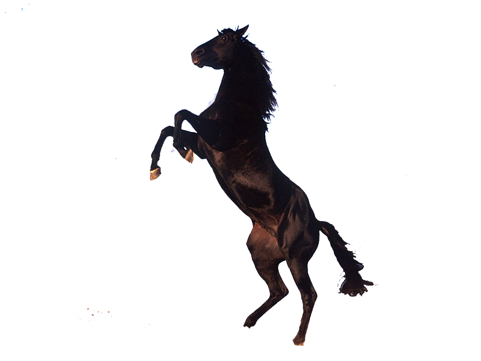 الحصان PNG
