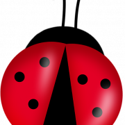 Ladybug PNG Arquivo